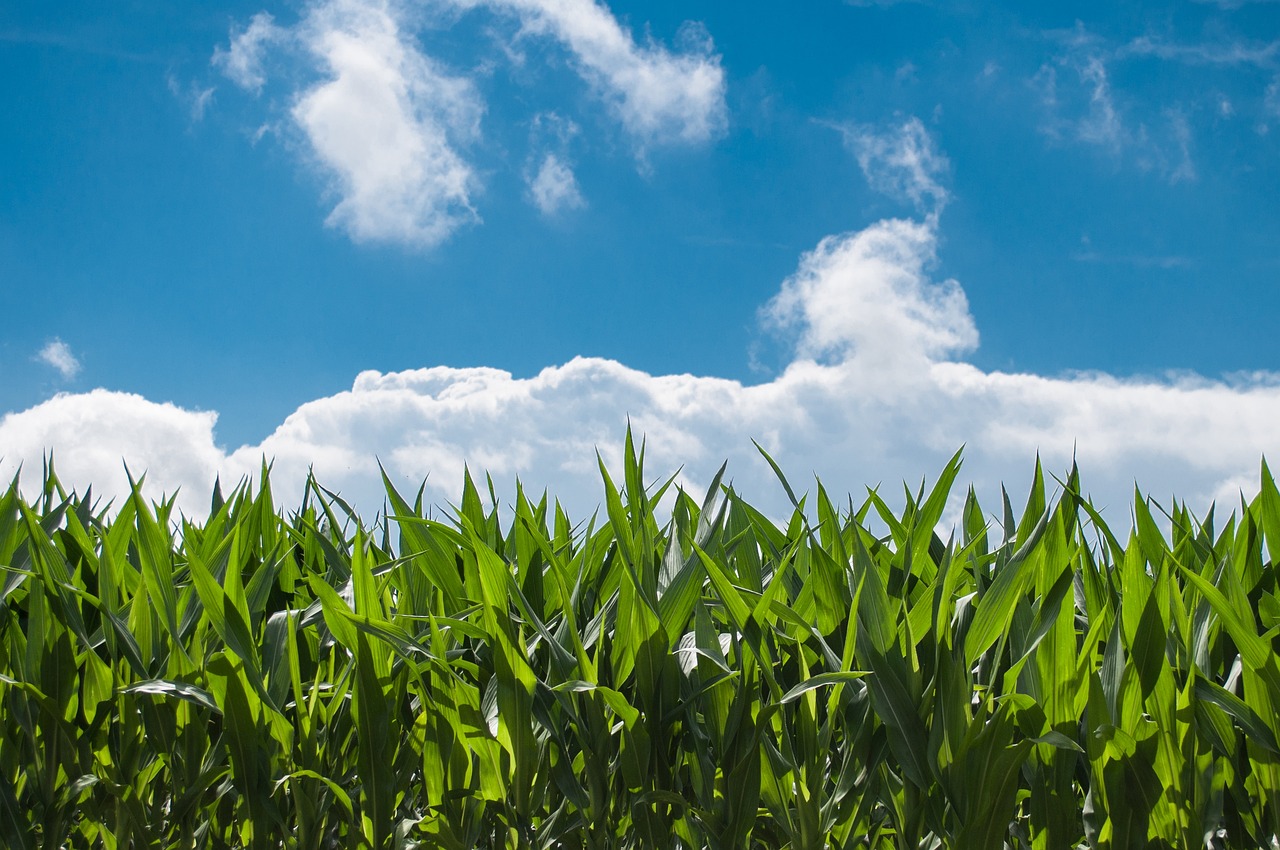 How Machine Learning Will Influence Agriculture